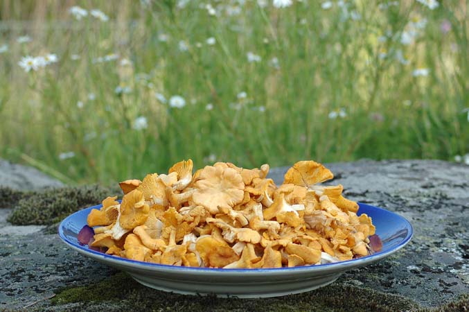 2004-07-16  01 svampareller