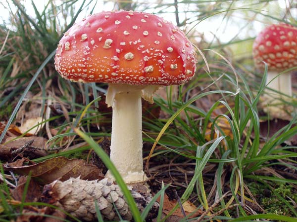 2004-09-25  03 svamp