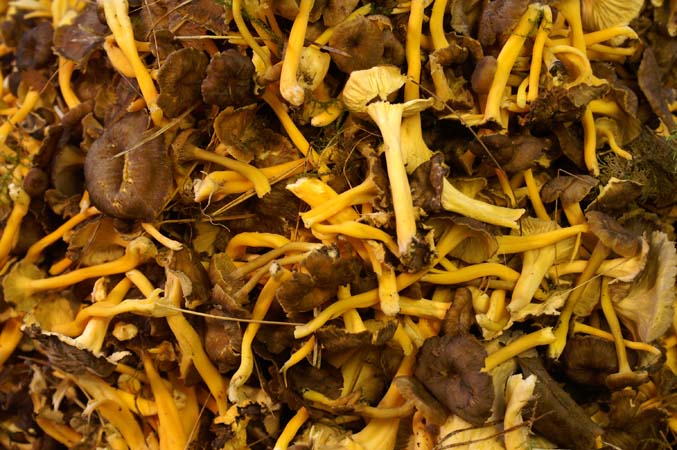 2005-09-18  002 svamp