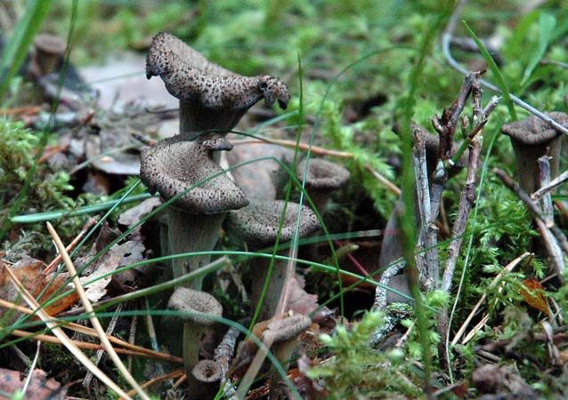 2006-09-17  005 svampskog