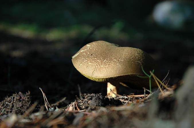 2006-09-17  009 svampskog