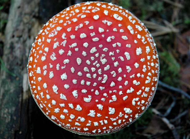 2006-09-17  012 svampskog