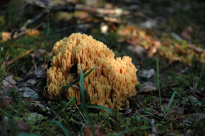 2006-09-17  015 svampskog