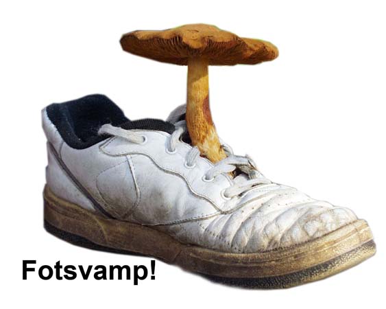 2008-08-27  fotsvamp